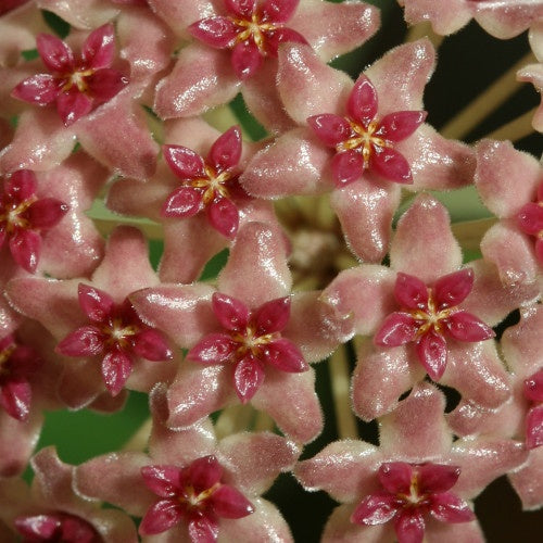 Fleur de porcelaine: Hoya camphorifolia - Hoya camphorifolia - Plantes