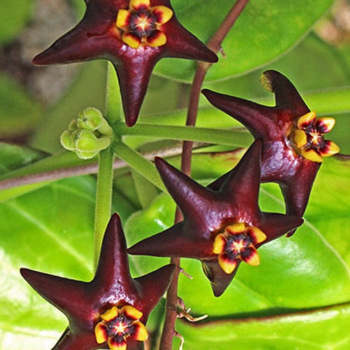 Fleur de porcelaine: Hoya ciliata - Fleur de porcelaine: hoya ciliata - Plantes