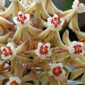 Fleur de porcelaine: Hoya curtisii - Fleur de porcelaine: hoya curtisii - Plantes