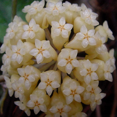 Fleur de porcelaine: Hoya deykei - Fleur de porcelaine: hoya deykei - Plantes