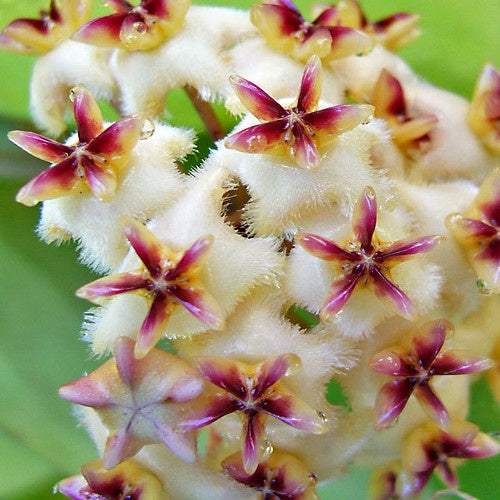 Hoya erythrostemma cv. White - Hoya erythrostemma cv. white - Plantes