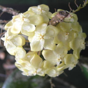 Hoya forbesii - Hoya forbesii - Plantes