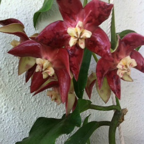 Hoya imperialis cv. red - Hoya imperialis cv. red - Plantes