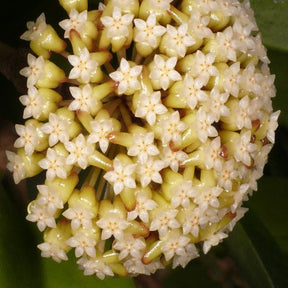 Hoya incrassata - Hoya incrassata - Plantes