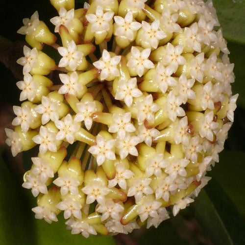 Hoya incrassata - Hoya incrassata - Plantes