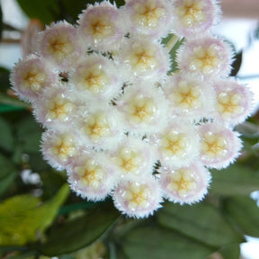 Hoya lacunosa - Hoya lacunosa - Plantes