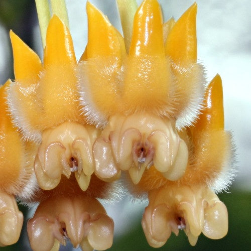 Hoya lasiantha - Hoya lasiantha - Plantes