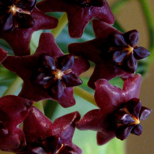 Hoya lobbii dark - Hoya lobbii dark - Plantes