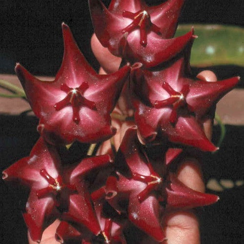 Fleur de porcelaine : Hoya onychoïdes - Fleur de porcelaine : hoya onychoïdes - Plantes