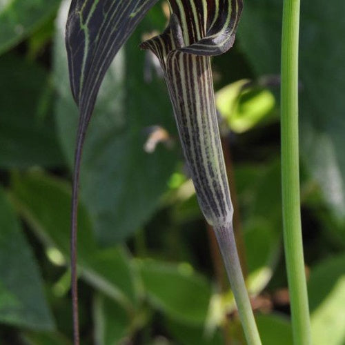 Plante cobra : Arisaema concinnum - Plante cobra : arisaema concinnum - Plantes