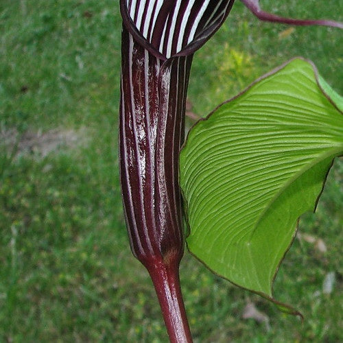 Plante cobra : Arisaema costatum - Plante cobra : arisaema costatum - Plantes