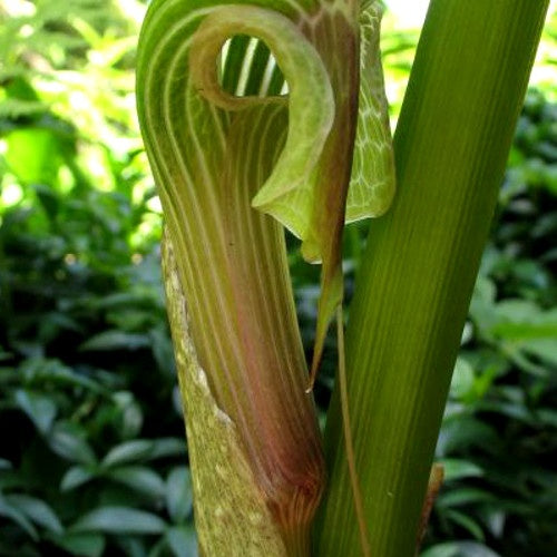 Plante cobra : Arisaema galeatum - Plante cobra : arisaema galeatum - Plantes