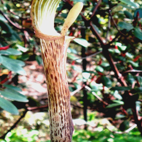 Plante cobra : Arisaema nepenthoides - Plante cobra : arisaema nepenthoides - Plantes