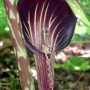 Plante cobra : Arisaema speciosum - Plante cobra : arisaema speciosum - Plantes