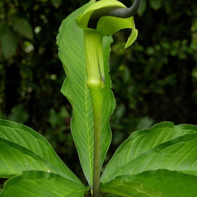 Plante cobra : Arisaema tortuosum - Plante cobra : arisaema tortuosum - Plantes