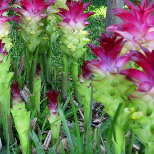 Safran : Curcuma zeodaria - Safran : curcuma zeodaria - Plantes