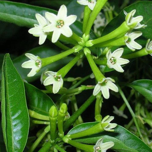 Galant de nuit - Cestrum nocturnum - Plantes