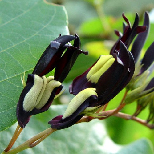 Pois corail - Kennedia nigricans - Plantes