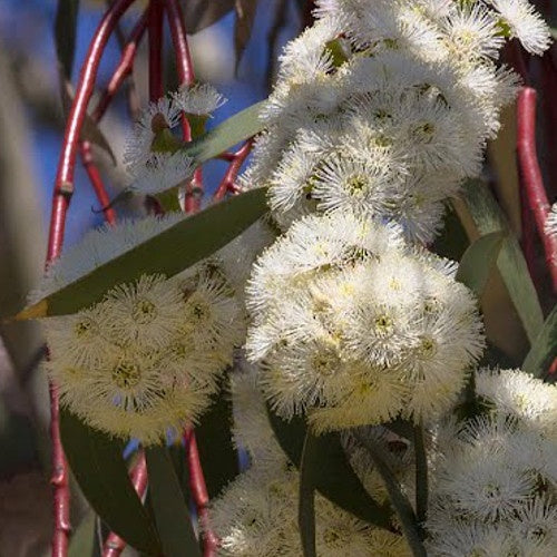 Eucalyptus pauciflora ssp. niphophila - Eucalyptus pauciflora ssp. niphophila - Plantes