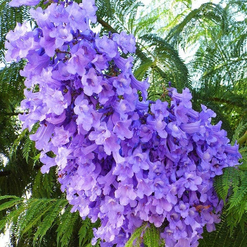 Flamboyant bleu - Jacaranda mimosifolia - Plantes