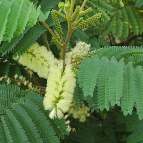 Arbre à soie lophantha - Albizia lophantha - Plantes