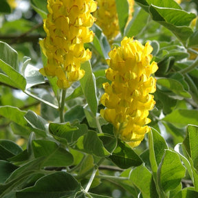 Argyrocytisus battandieri - Argyrocytisus battandieri - Plantes