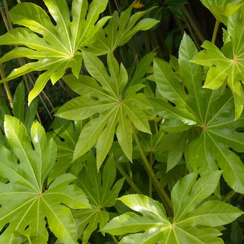 Fatsia japonica - Fatsia japonica - Plantes