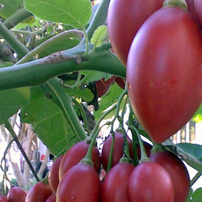 Tomate en arbre - Arbre à tomates - Tomate en arbre - arbre à tomates - Plantes