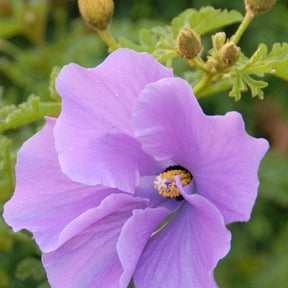 Alyogyne huegelii - Alyogyne huegelii - Plantes