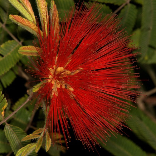 Calliandra tweedii - Calliandra tweedii - Plantes