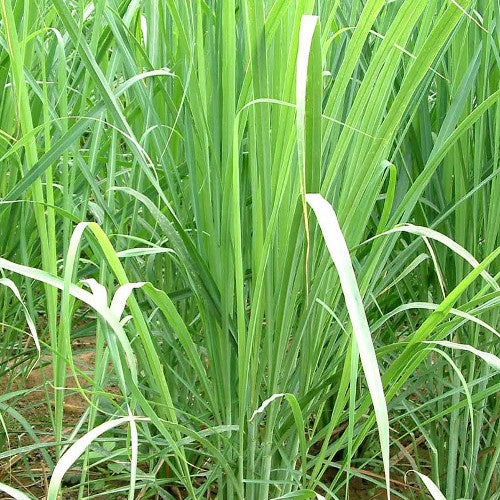 Cymbopogon citratus - Cymbopogon citratus - Plantes