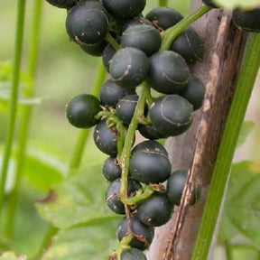 Jiaogulan - Gynostemma pentaphyllum - Plantes