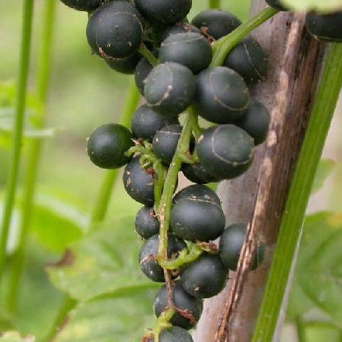 Jiaogulan - Gynostemma pentaphyllum - Plantes