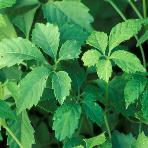 Jiaogulan - Gynostemma pentaphyllum - Plantes d'intérieur