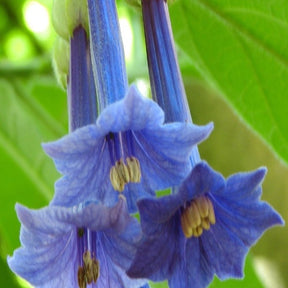 Iochroma grandiflora - Iochroma grandiflora - Plantes