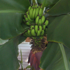 Musa acuminata cv. Super Dwarf Cavendish - Musa acuminata cv. super dwarf cavendish - Plantes