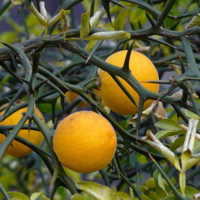 Poncirus trifoliata (citron du nord) pour votre jardin réf 015101 - Poncirus trifoliata (citron du nord) - Plantes