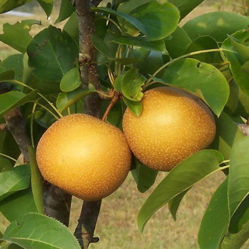 Pyrus pyrifolia Poirier du Japon, Nashi - Pyrus pyrifolia poirier du japon, nashi - Plantes