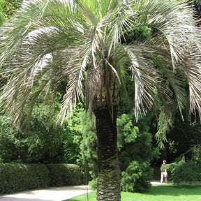 Palmier laineux - Butia eriospatha - Plantes