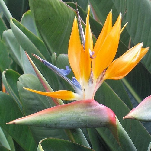 Oiseau du paradis - Strelitzia reginae - Strelitzia reginae - Plantes vivaces