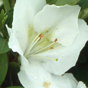 Azalée du Japon Dai Setsu Zan - Azalea japonica dai setsu zan - Plantes