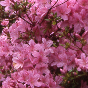 Azalée du Japon Hinomayo - Azalea japonica hinomayo - Plantes