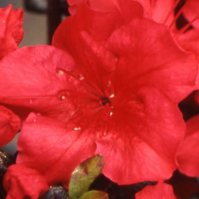 Azalée du Japon Johanna - Azalea japonica johanna - Plantes