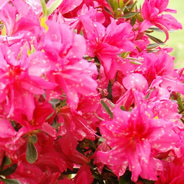 Azalée du Japon Rosa King - Azalea japonica rosa king - Plantes