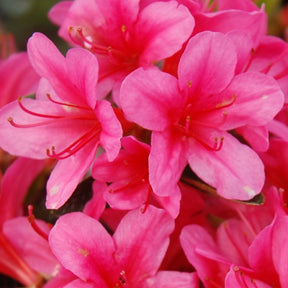 Azalée du Japon Sylvester - Azalea japonica sylvester - Plantes