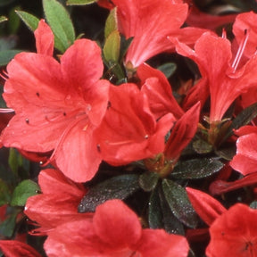 Azalée du Japon Tamanini - Azalea japonica tamanini - Plantes