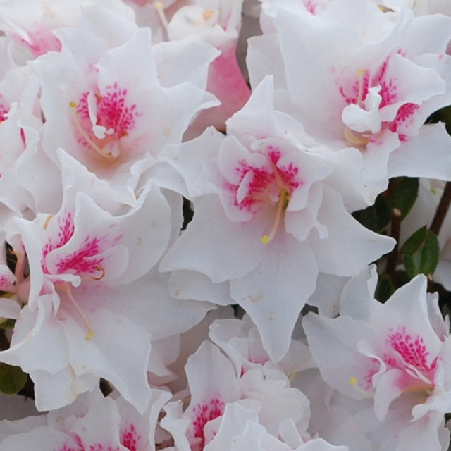 Azalée du Japon White Prince - Azalea japonica white prince - Plantes