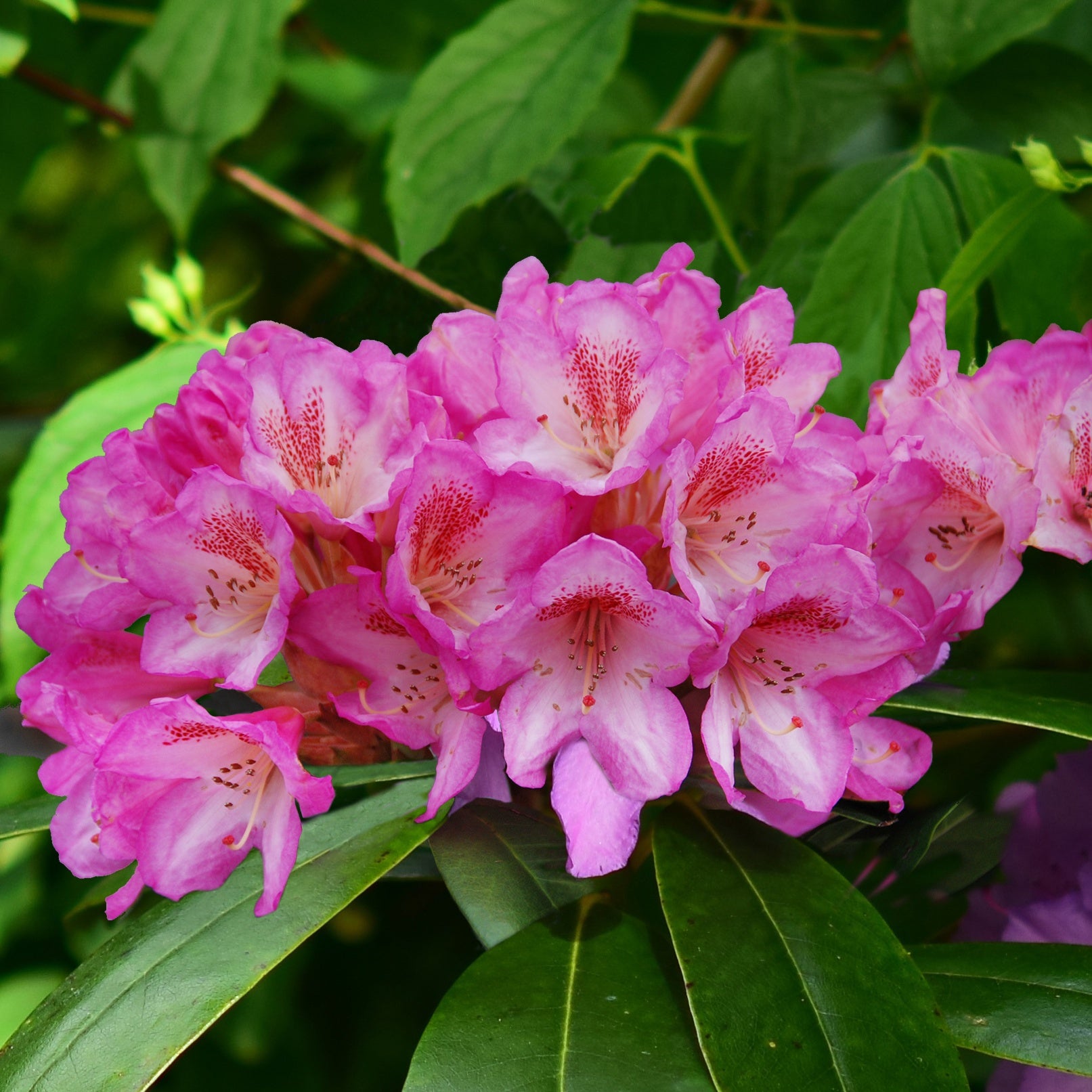 Rhododendron hybride Eucharitis - Rhododendron hybride eucharitis - Plantes