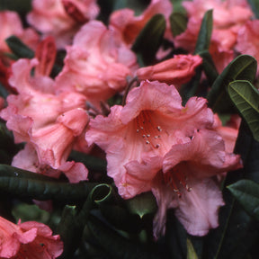 Rhododendron hybride Tortoishell Orange - Rhododendron hybride tortoishell orange - Plantes