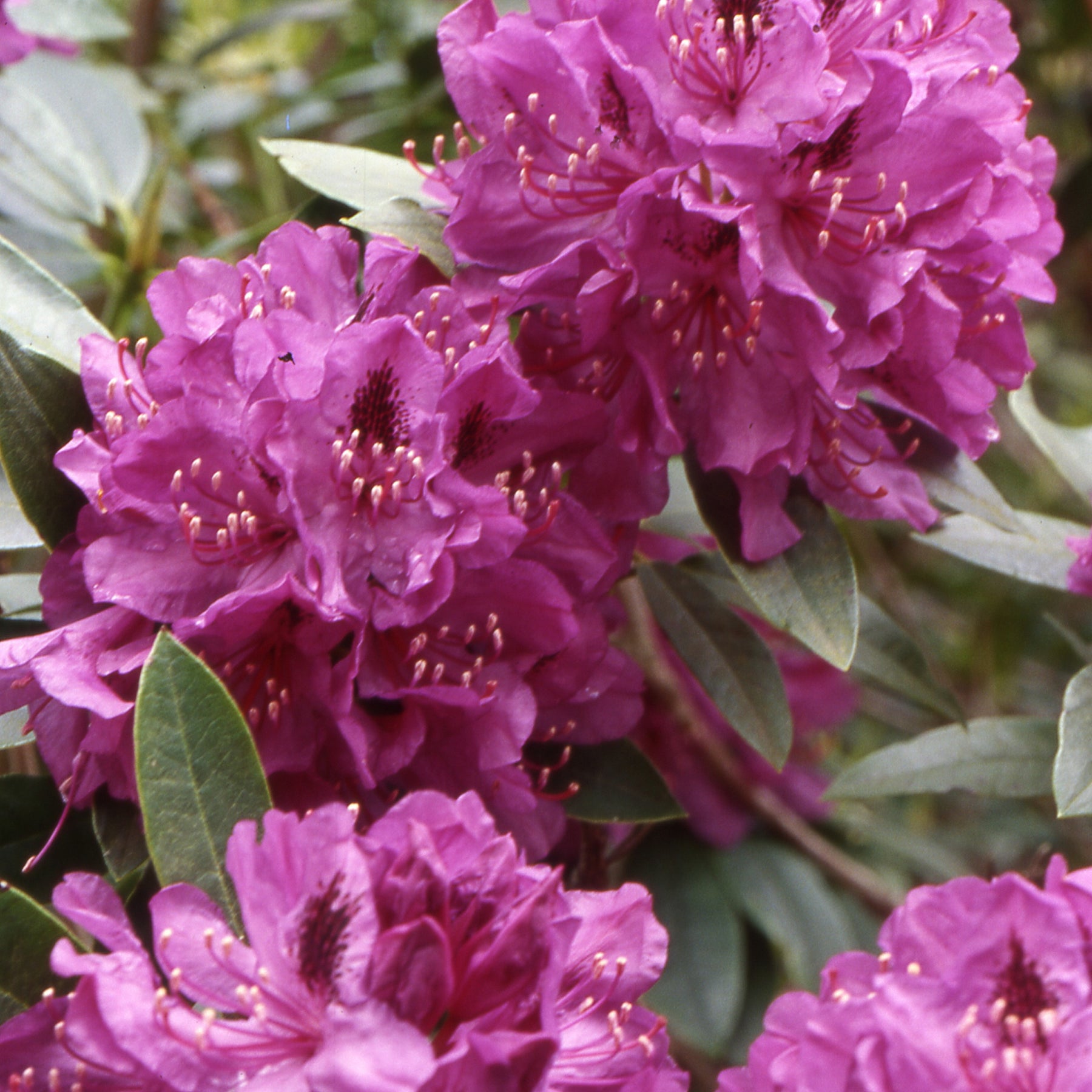 Rhododendron ponticum - Rhododendron ponticum - Plantes